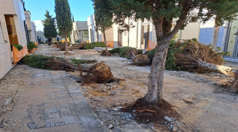 Cimitero di Lequile strage di cipressi, Fabio Lettere: “la colpa è dei lavori”